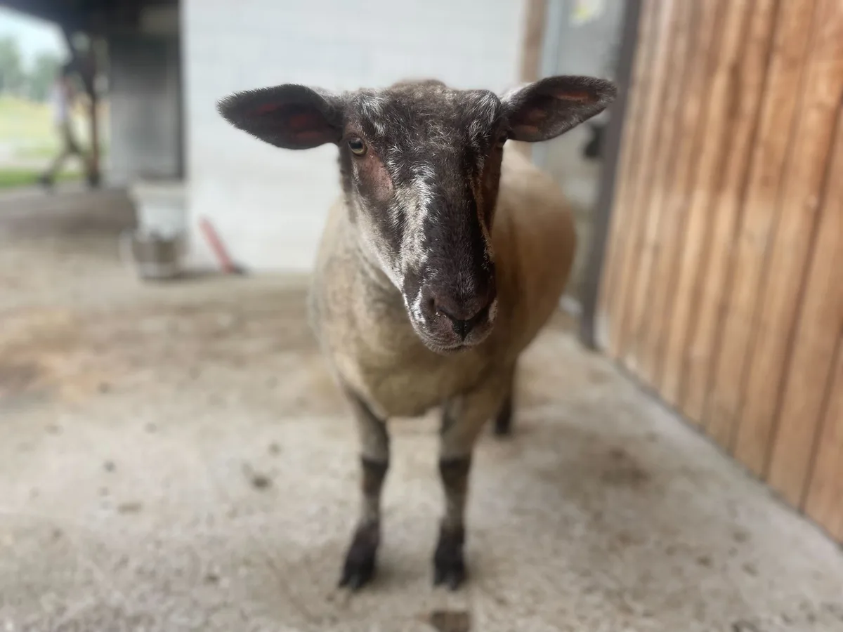 Schaf schaut in die Kamera.